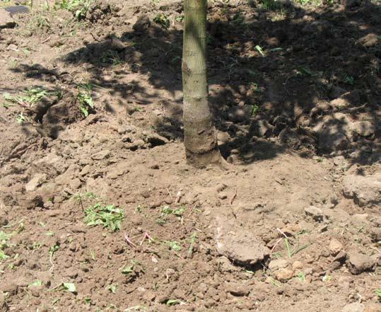Root Ball Soil Level Root Collar Proper planting depth with root collar at surface Backfilling Fill the hole with the original soil this is the soil the tree must ultimately grow its roots into in
