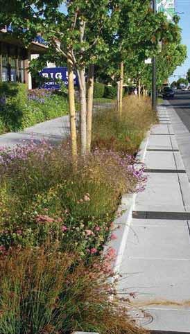 Overview: Blue Green Infrastructure Urban Forest As part of the stormwater system, trees absorb the largest amount of water in the neighborhood particularly because lawns and grasses are compacted
