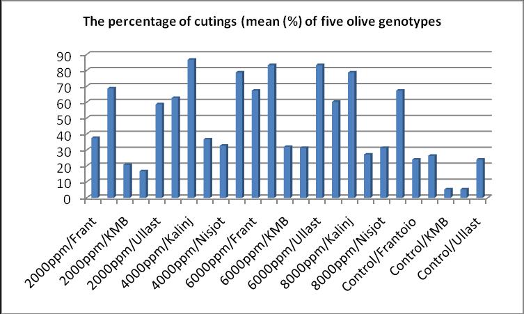 Table.1 The average data of rooting of five olive genotypes treated with five concentrations IBA Treatment Kalinjot Koker madh Berati (KMB) Ullaster Nisjot Frantoio Control 26.3 ±0.84 IJ 5.3 ±0.19 M 24.