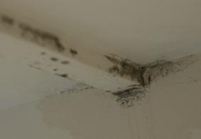 It is also found in areas of little air circulation such as behind wardrobes and beds, especially when they are pushed up against external walls and also in areas of poor or no insulation.