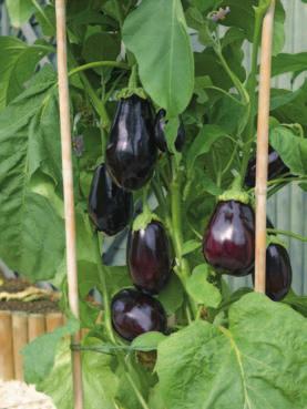 what to grow A wide range of vegetables can be grown in pots, it is usually best to opt for the varieties described as dwarf or bush. These varieties are ideal for pot culture.