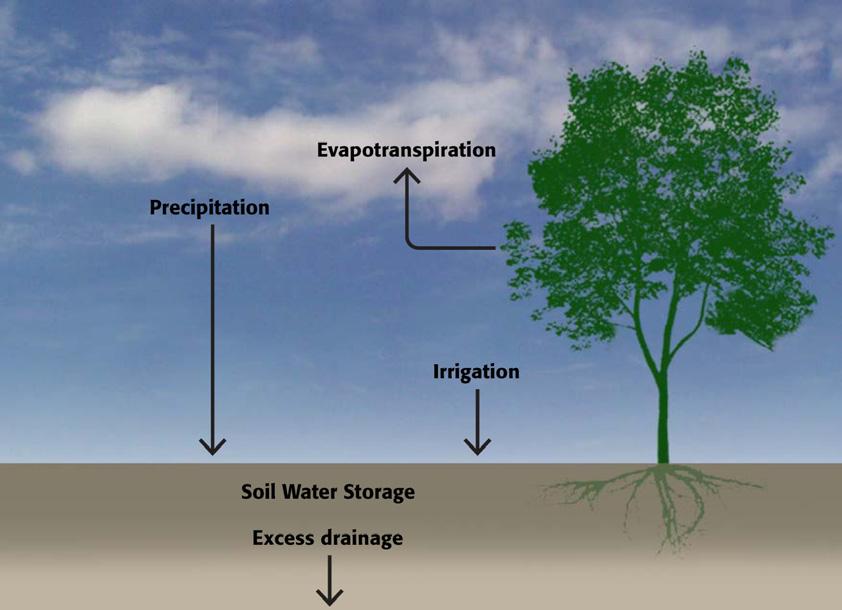 Slide 4 And let s think a little more about soil Figure by Caitrín Higgins, Rutgers Cooperative Extension Water Resources Program We also need to focus on how the soil interacts with water when