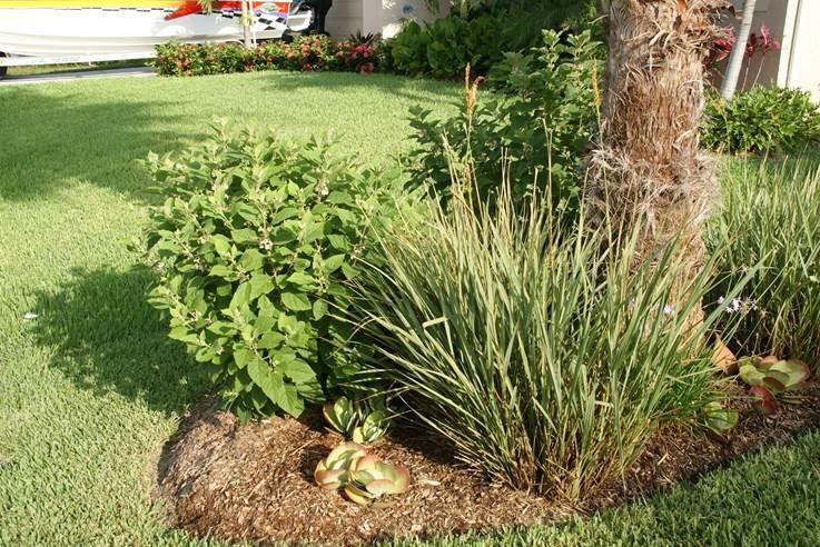 sought-after native for Florida-Friendly landscaping. It is a fast growing, low maintenance shrub that s relatively pest-free.