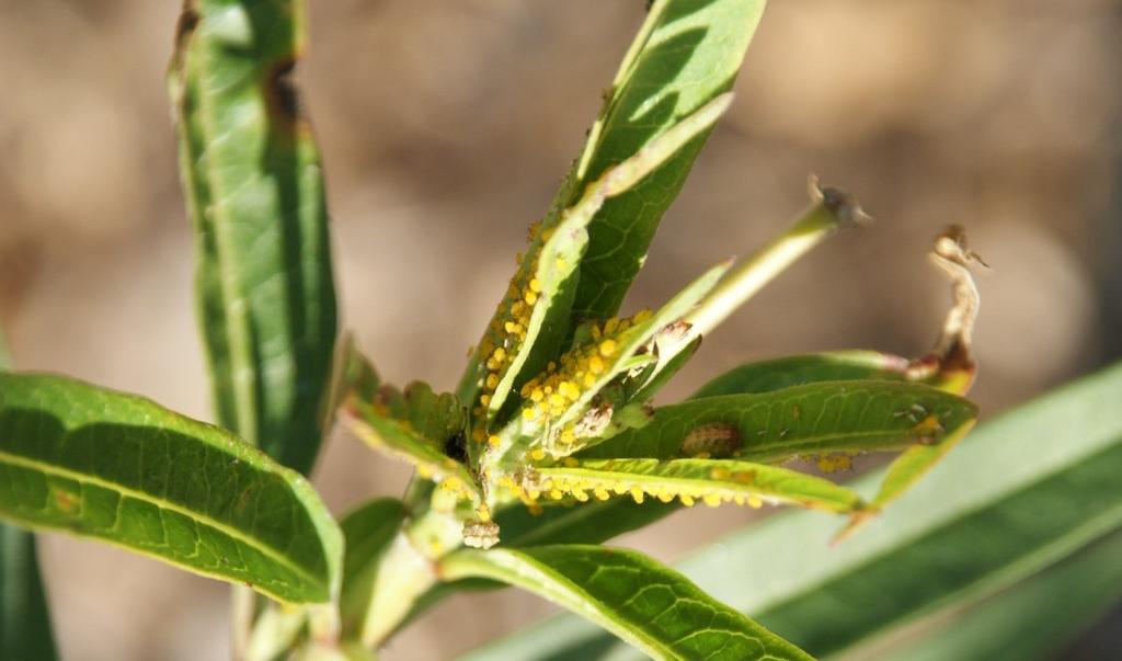 Aphids Transmit CMV CMV is known as an extremely damaging disease that has no known cure. Prevention is key when dealing with any virus pathogen.