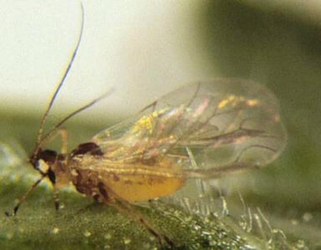 . Aphids are present year-round in Southwest Florida. Aphids are pear-shaded and soft-bodied insects.