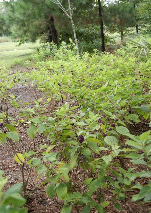 Best Management Practices for CMV Infected Beautyberry and Other Landscape Plants It is extremely important to prevent the spread of infected plant sap from a suspected beautyberry shrub.