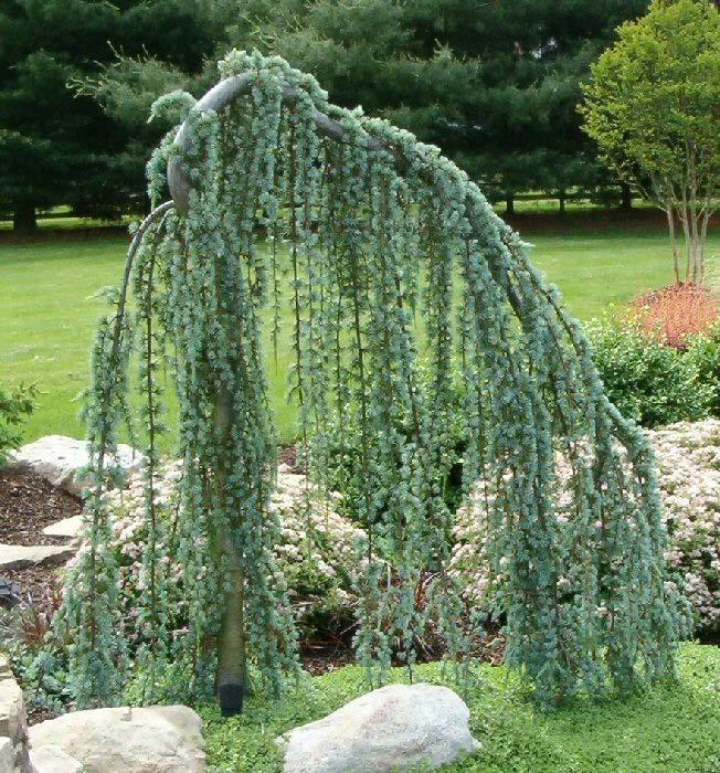 Weeping Blue Atlas Cedar The weeping blue Atlas cedar is a decorative tree that is variable in size and has a weeping shape.