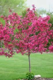 Crabapple Prairie Fire The Prairiefire crabapple is considered one of the best of the scab resistant crabapple cultivars in the nursery trade.