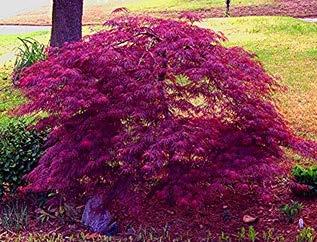 Japanese Lace Leaf Maple This small ornamental tree has variable shapes and colors.