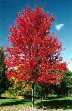 Autumn Blaze Maple The autumn blaze maple is one of the most popular of the maples.