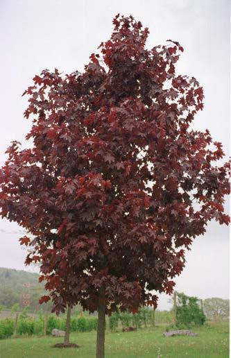 The leaves of the autumn blaze maple tree will last longer on the branch than those of other maple trees.