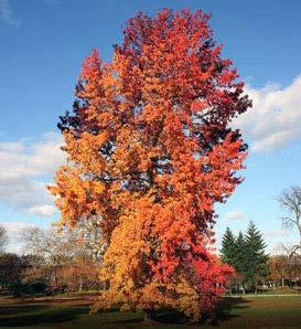 This tree will tolerate a wide range of soil types and climate changes. Perfect for a specimen or street tree.
