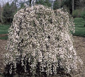 Weeping Snow fountain Cherry The Snow Fountains Cherry is a small, semiweeping variety that can be pruned into beautiful forms.