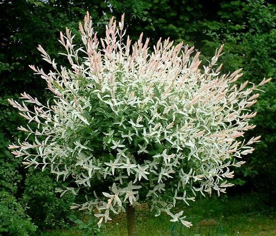 Hakuro-nishiki The Hakuro Nishiki is a dwarf shrub willow grafted into tree form. Grow in moist, fertile, will drained soil. Will tolerate poor soil, somewhat sandy soil or clay soil.