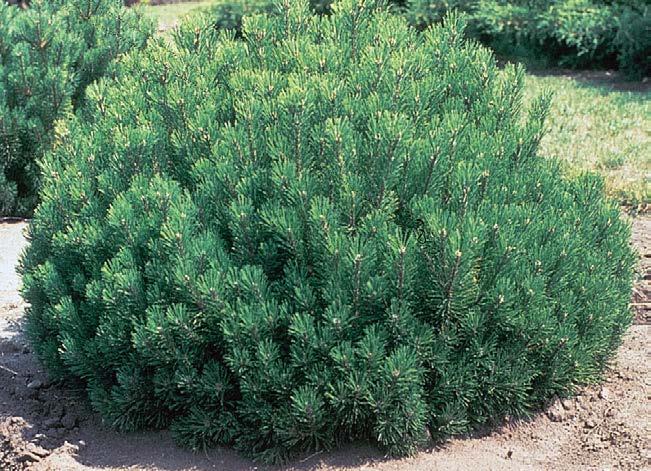 Mugho Pine Muhgo Pine is a hardy, maintenance free little shrub, slow growing little pine- approximately 2 inches a year. Dense evergreen foliage 1-2 inches long, medium texture, medium to dark green.