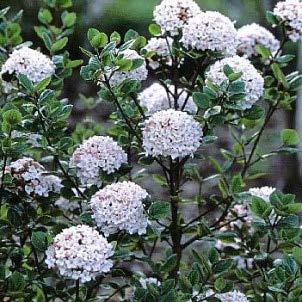 It is effective used in mass planting, in a shrub border, as an accent plant or as a neat attractive hedge.