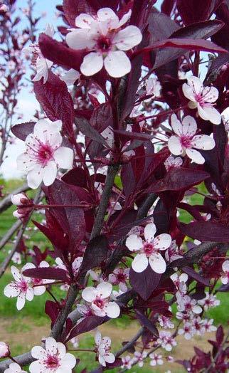 Cistena Blush Plum T he Cistena Plum is deciduous bush well known for fragrant light pink flowers which bloom in the early to mid spring.