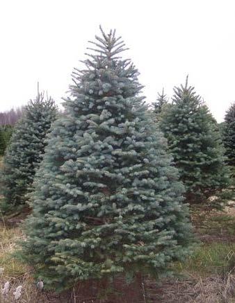 The Colorado Blue Spruce The Colorado Blue spruce is a slow growing dense pyramidal tree normally 30-50 feet at maturity with at 10 to 20 feet spread in landscapes.