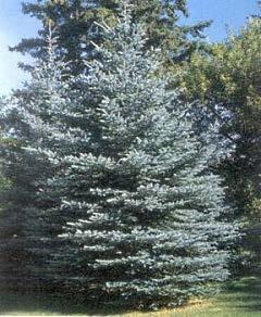 The needle-like evergreen foliage of the Colorado Blue Spruce has a very stiff appearance. Its foliage color varies from bluegreen to silver.
