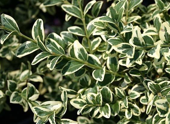 Variegated Boxwood The variegated boxwood is a beautiful slow-growing, rounded low maintenance evergreen shrub.