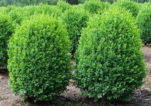 Prefers well drained soils. Shears well. True Dwarf Boxwood A true dwarf boxwood shrub is slow-growing, low maintenance plant that is easily shaped by pruning.