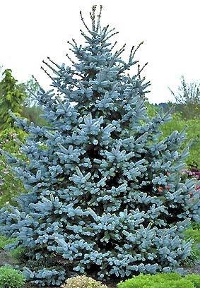 The Hoopsii Blue Spruce The Hoopsii Blue Spruce is one of the bluest and most consistent in color of the blue spruce, with long, thick silver-blue needles.
