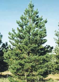 Scotch Pine Scotch Pine is a slow to medium growing evergreen conifer.