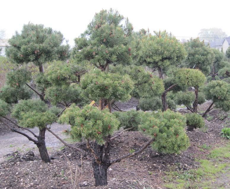 Poodle Pine Poodle pines are great ornamental trees that have all of the strengths of the scotch pines.