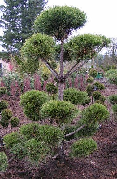 The Boulevard Pom Pom Cypress This decorative tree is an evergreen slow growing tree. At maturity, the pom pom tree is generally 8 feet tall by 3 ft wide. Prefers full sun.