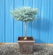 Requires yearly pruning to keep shape. Globe Spruce This dwarf blue spruce is a wonderful ornamental small tree to place in any garden.