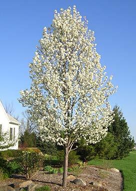 Cleveland Pear The Cleveland Pear is an excellent street tree with dense white flowering in early spring and purple fall coloring. It has an attractive upright oval form and glossy green leaves.