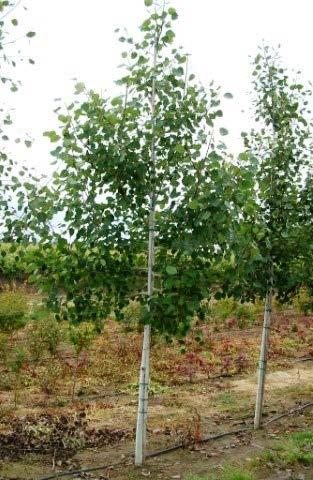 It is fruitless has few pest problems, tolerates urban conditions, and heavy clay soils. Quaking Aspen The Quaking Aspen is a fast growing perennial tree with a shorter life span.