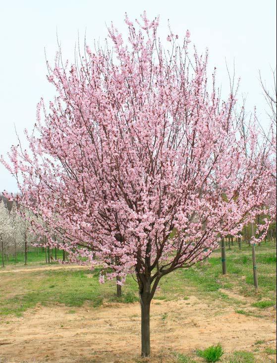 Thunder Cloud Flowering Plum Thundercloud flowering plum trees are dense deciduous trees with rounded crowns. Generally stand 15-25 feet tall and 20 feet wide at maturity.