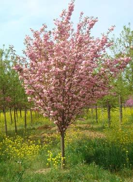 Kwanzan Cherry The Kwanzan cherry has double pink flowers and a vase-shaped form with a rounded crown that spreads with age, making the tree wider than it is tall at maturity.