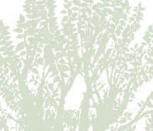 The Morton Arboretum has developed these two companion publications to provide current, scientifically based tree selection and planting advice.