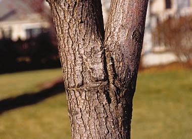 The trunk s bark should be firm, with no indication of disease, insect galls, wood borers, dieback, frost cracks, sun scald, or mechanical injury. Branch structure.