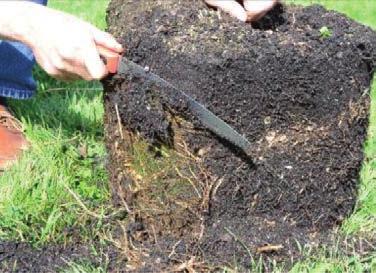 StructurAl root depth. The uppermost large woody lateral roots of bare-root stock should be planted within one to two inches of the soil surface.