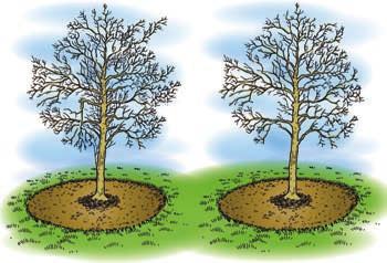 Pruning. It is important to ensure the best possible branch structure while a tree is young. A central leader with adequately spaced lateral branches is the strongest structure a tree can have.