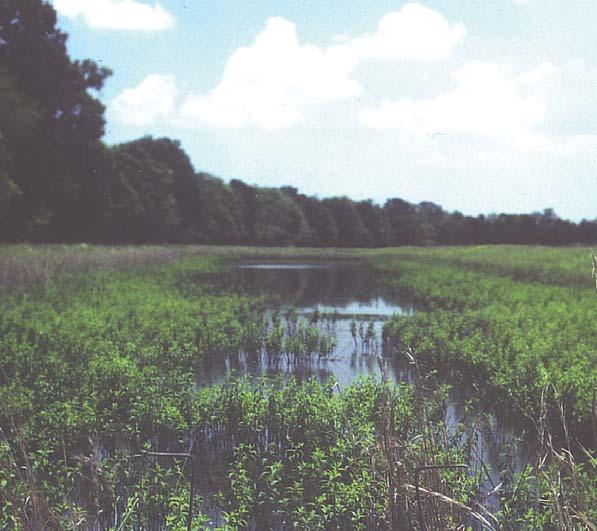 Pond banks erode producing increasingly large areas of shallow water that grow aquatic vegetation. The open water area shrinks with passing years.