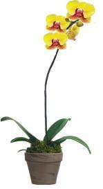 Phalaenopsis,