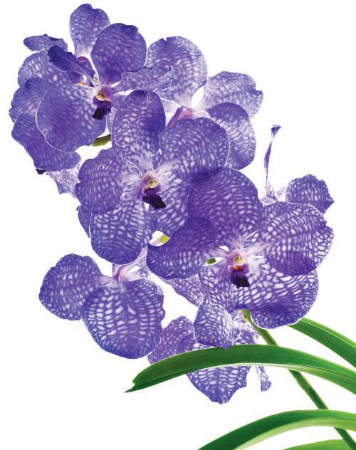 Seasonal Orchids All