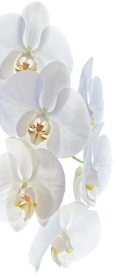 Specialty Orchid Mix & Food Better-Gro