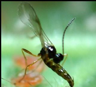 Release to 4 adult wasps per 0 square feet weekly or until 80-90% of the aphids are parasitized.