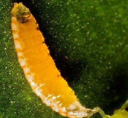 Parasitizes larger aphids such as foxglove and potato aphid. May be sold as a mixture with colemani.
