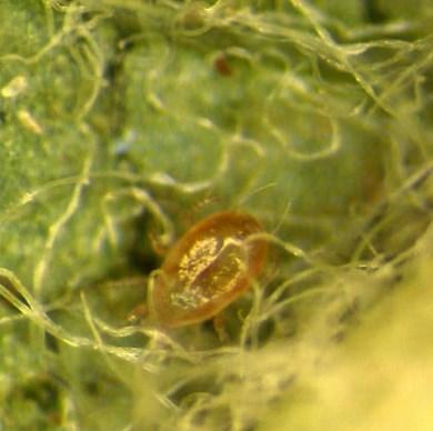 Commercially Available Biological Control Agents for Twospotted Spider Mites Feltiella Galendromus Phytoseiulus Stethorus andersonii