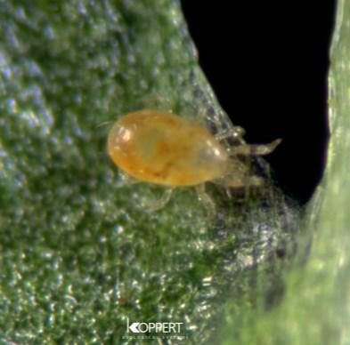 spider mites are absent. Active at temperatures between 4 and 46 F.