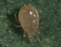 Females prefer laying eggs into nd or rd nymphal larvae of western flower thrips. Can feed on >50 whitefly eggs per day.