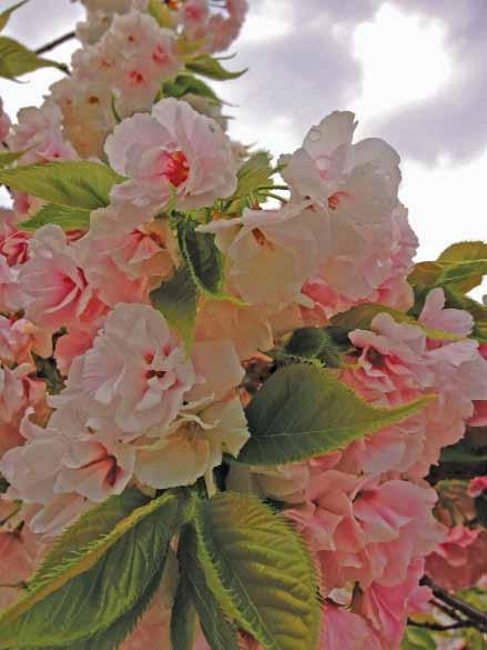 Cherry Blossoms Santa Clara