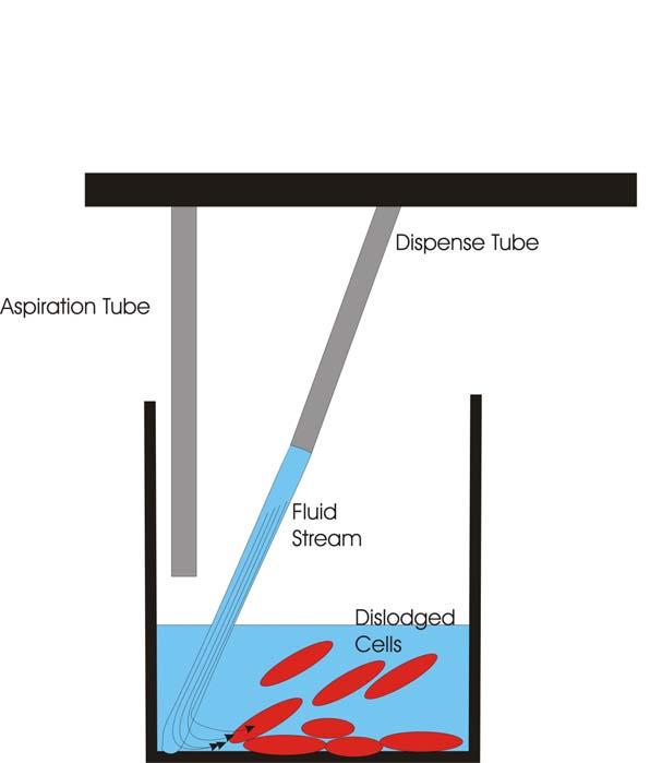 Figure 3 illustrates the mechanism by which loosely adherent cells could be disrupted from the bottom of microplate wells by the dispense fluid.