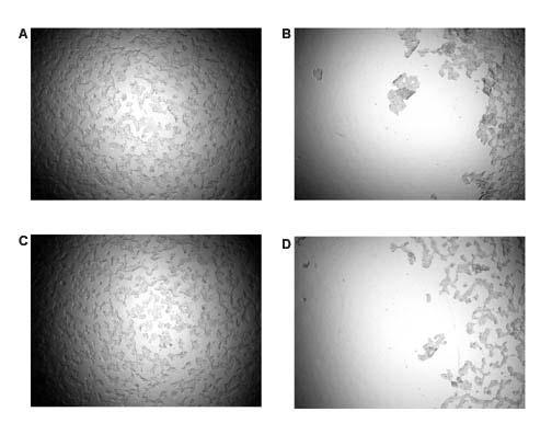 Figure 4. Before and after washing 96-well plate with cells using standard dispense rate.